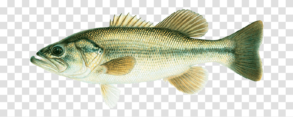 Joseph Tomelleri Large Mouth Bass Bass Fish, Animal, Perch Transparent Png