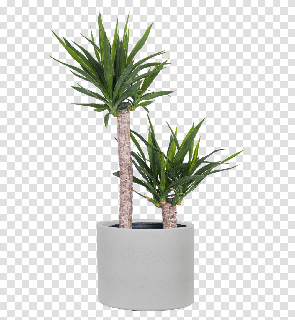 Joshua Tree Cane Yucca Xl For Indoor, Plant, Palm Tree, Arecaceae, Agavaceae Transparent Png