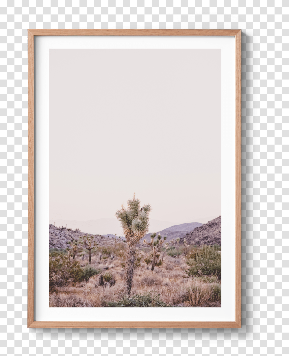 Joshua Tree Michelle Schofield, Plant, Rug, Mirror, Conifer Transparent Png