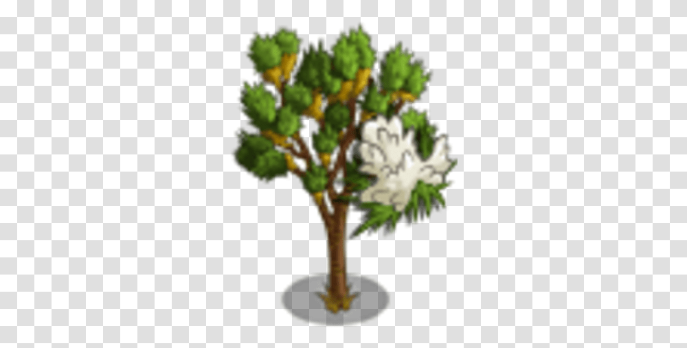 Joshua Tree Tree, Plant, Conifer, Palm Tree, Arecaceae Transparent Png