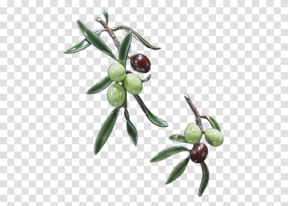 Joyas Olive, Plant, Annonaceae, Tree, Bud Transparent Png