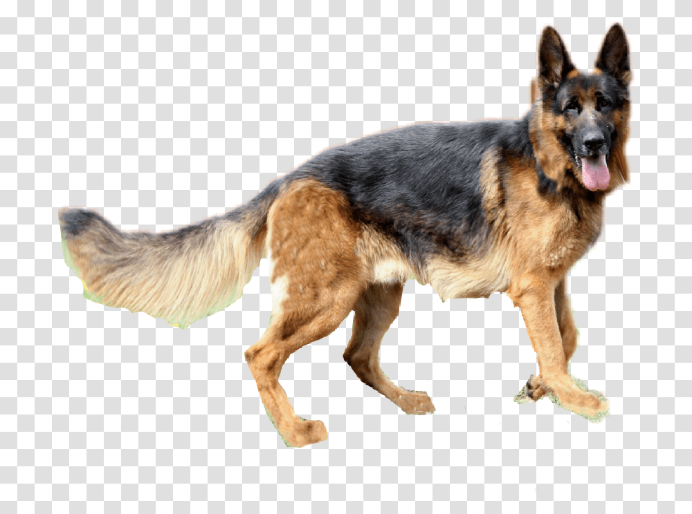 Jpg Black And White Clipart German Shepherd Germam Shepard Dog, Pet, Canine, Animal, Mammal Transparent Png