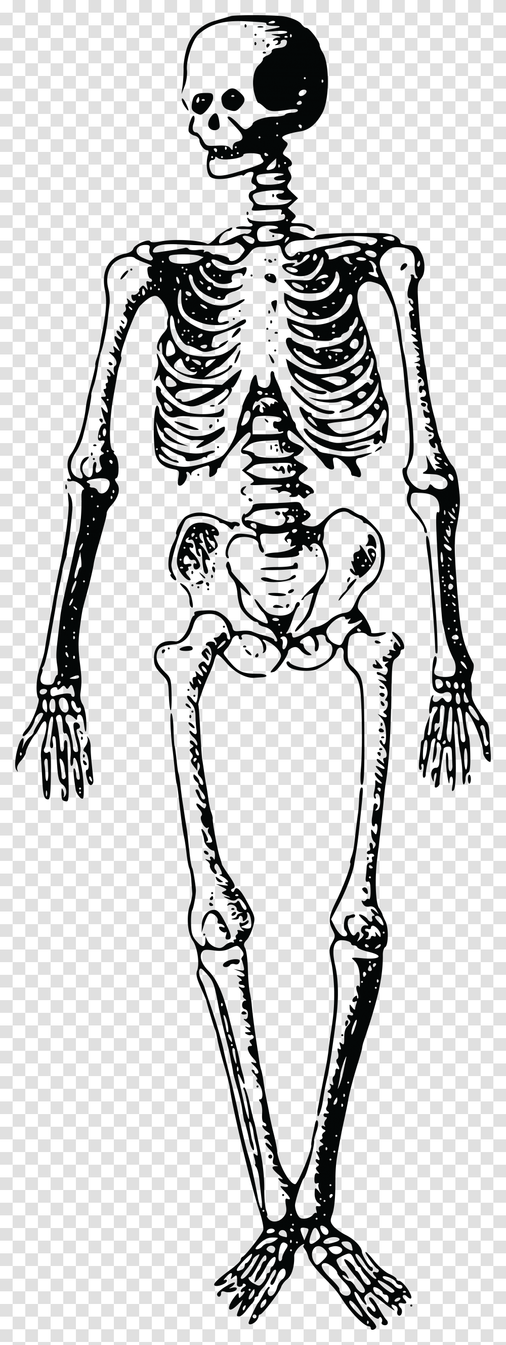 Jpg Eps Ai Svg Cdr Free Clip Art Skeleton, Alien Transparent Png