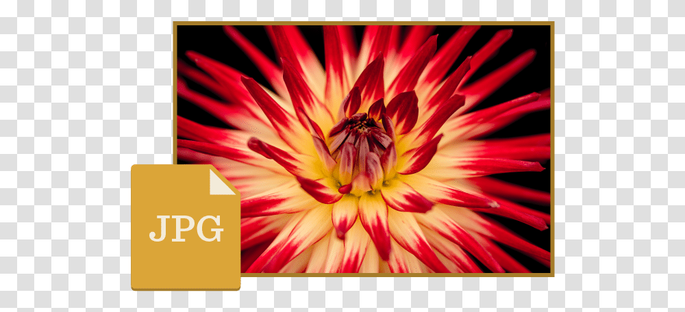 Jpg File Jpeg, Dahlia, Flower, Plant, Blossom Transparent Png