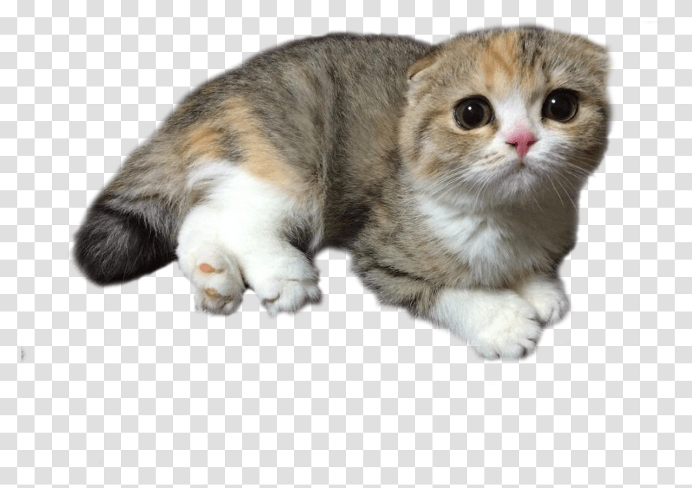 Jpg Stock Cats Psbattle A Domestic Short Haired Cat, Manx, Pet, Mammal, Animal Transparent Png