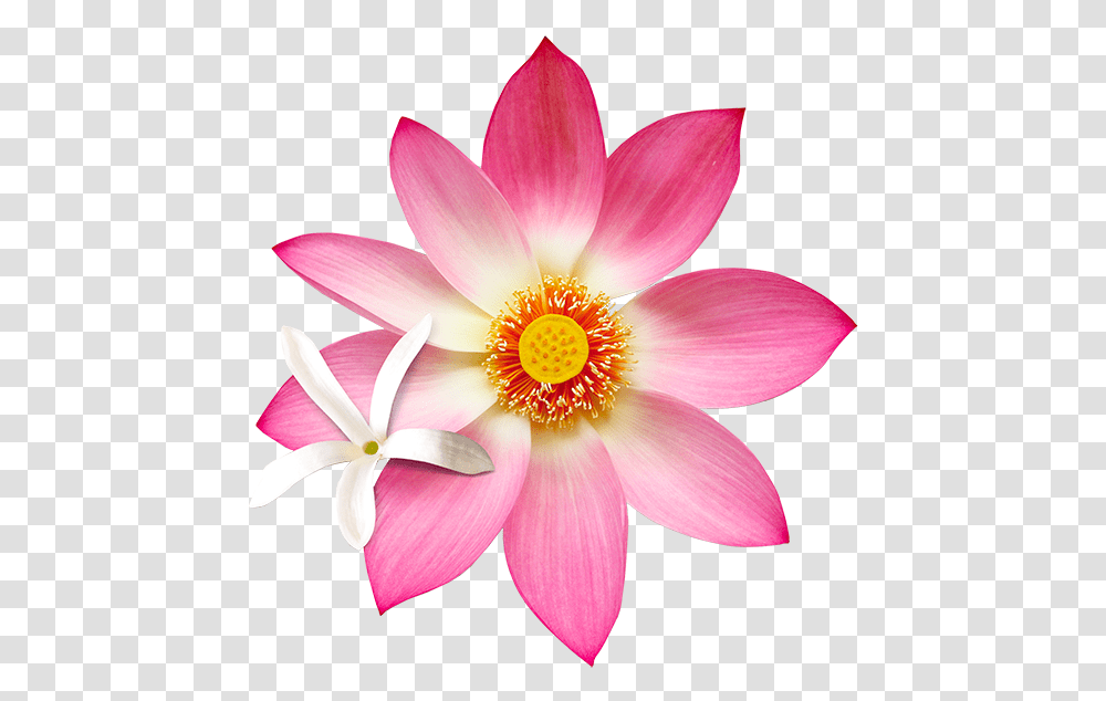Jslo Natural Lotus Flowers, Plant, Lily, Blossom, Pollen Transparent Png
