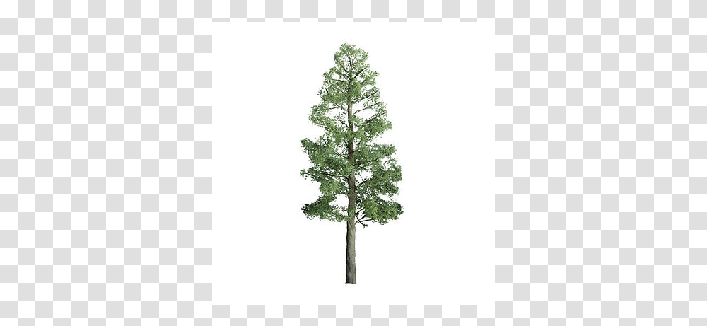 Jtt Professional Series Phoenix Palm, Tree, Plant, Pine, Conifer Transparent Png