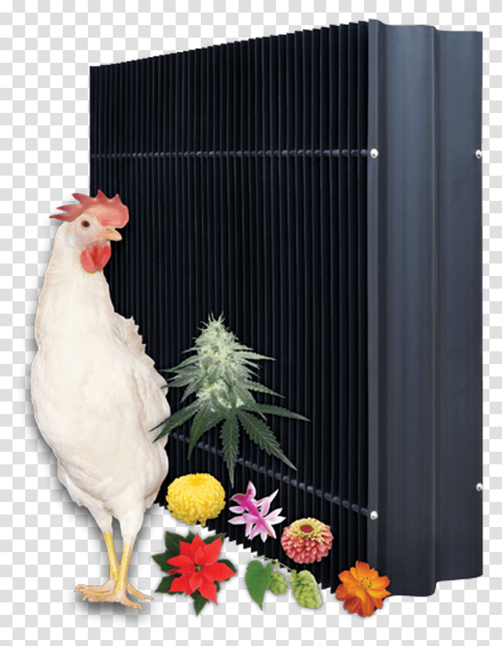 J&d Light Traps 24, Chicken, Fowl, Bird, Animal Transparent Png