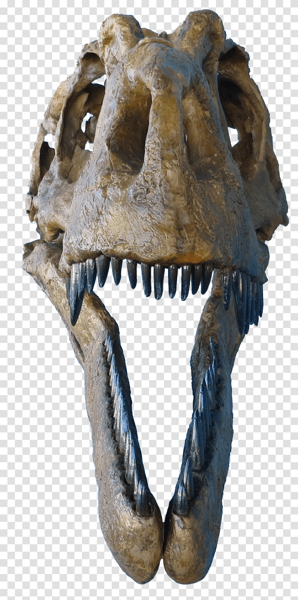 Judith River Formation Daspletosaurustorosus, Fossil, Fungus, Skeleton, Animal Transparent Png