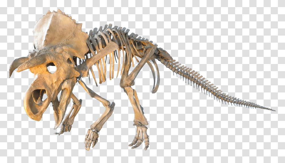 Judithian Aged Ceratopsian Dinosaur Skeleton Background Transparent Png