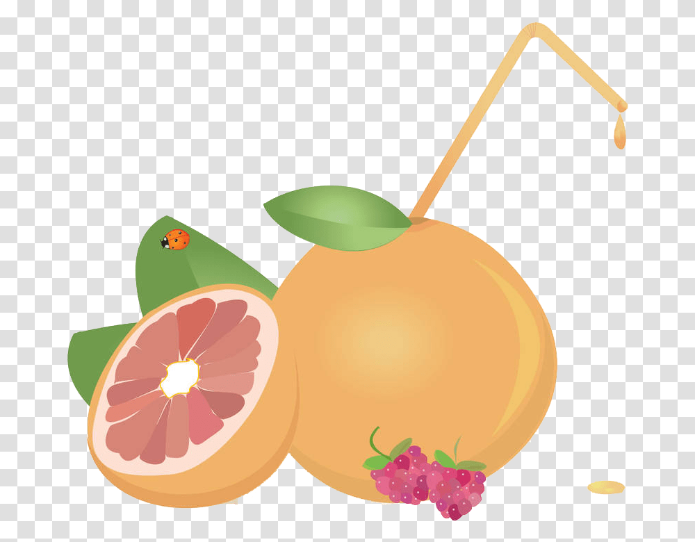Juice Grapefruit Euclidean Vector Tangerine, Plant, Citrus Fruit, Produce, Food Transparent Png