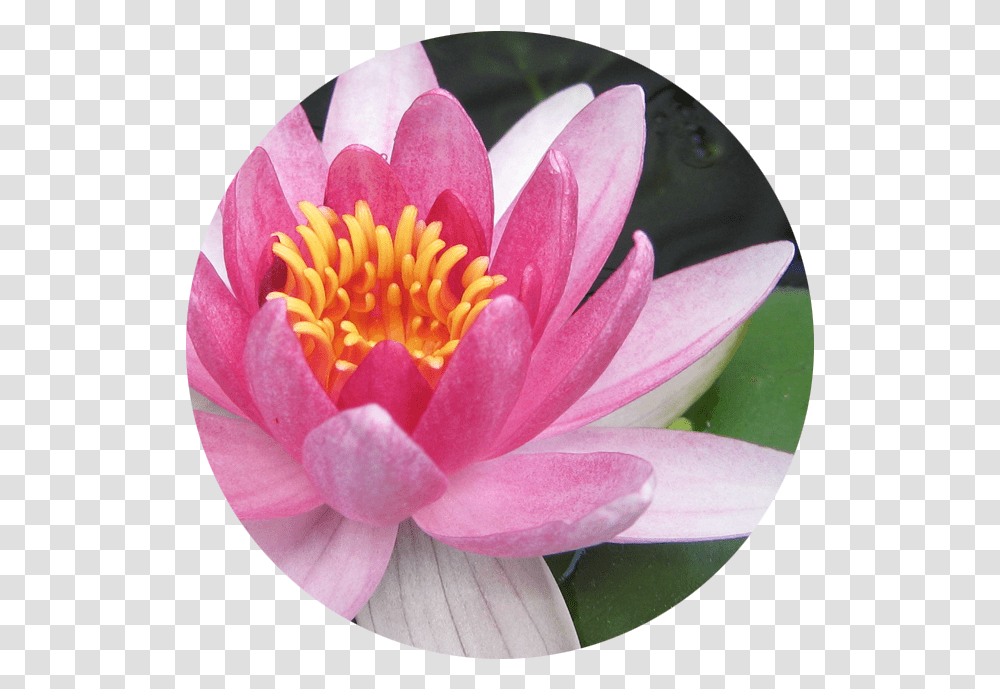 July Water Lily Flower That Lives In Water, Plant, Blossom, Pond Lily, Rose Transparent Png