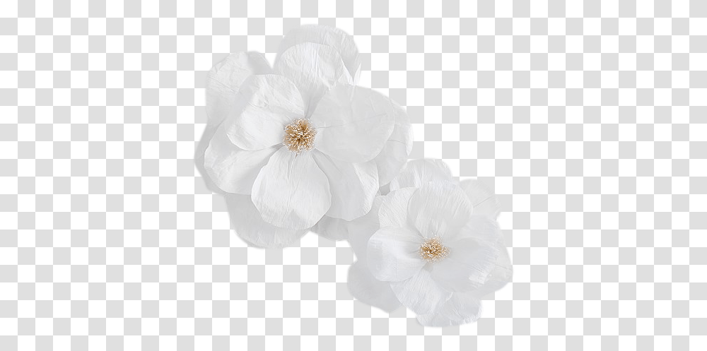Jumbo Crepe White Paper Flowers Set Of White Crepe Paper Flower, Plant, Blossom, Petal, Anemone Transparent Png