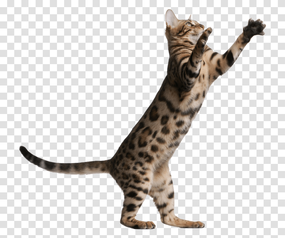 Jumping Cat Background, Panther, Wildlife, Mammal, Animal Transparent Png