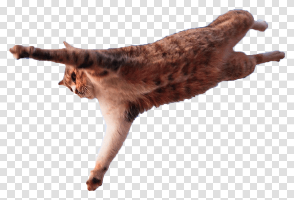 Jumping Cat Cat Leap Of Faith, Animal, Mammal, Hyena, Wildlife Transparent Png