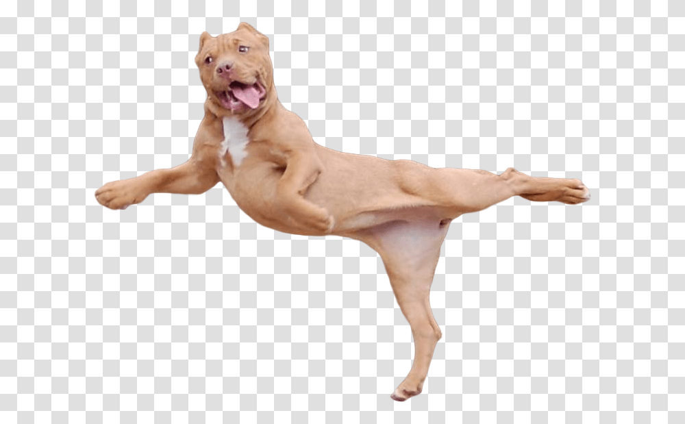 Jumping Dog, Canine, Mammal, Animal, Pet Transparent Png