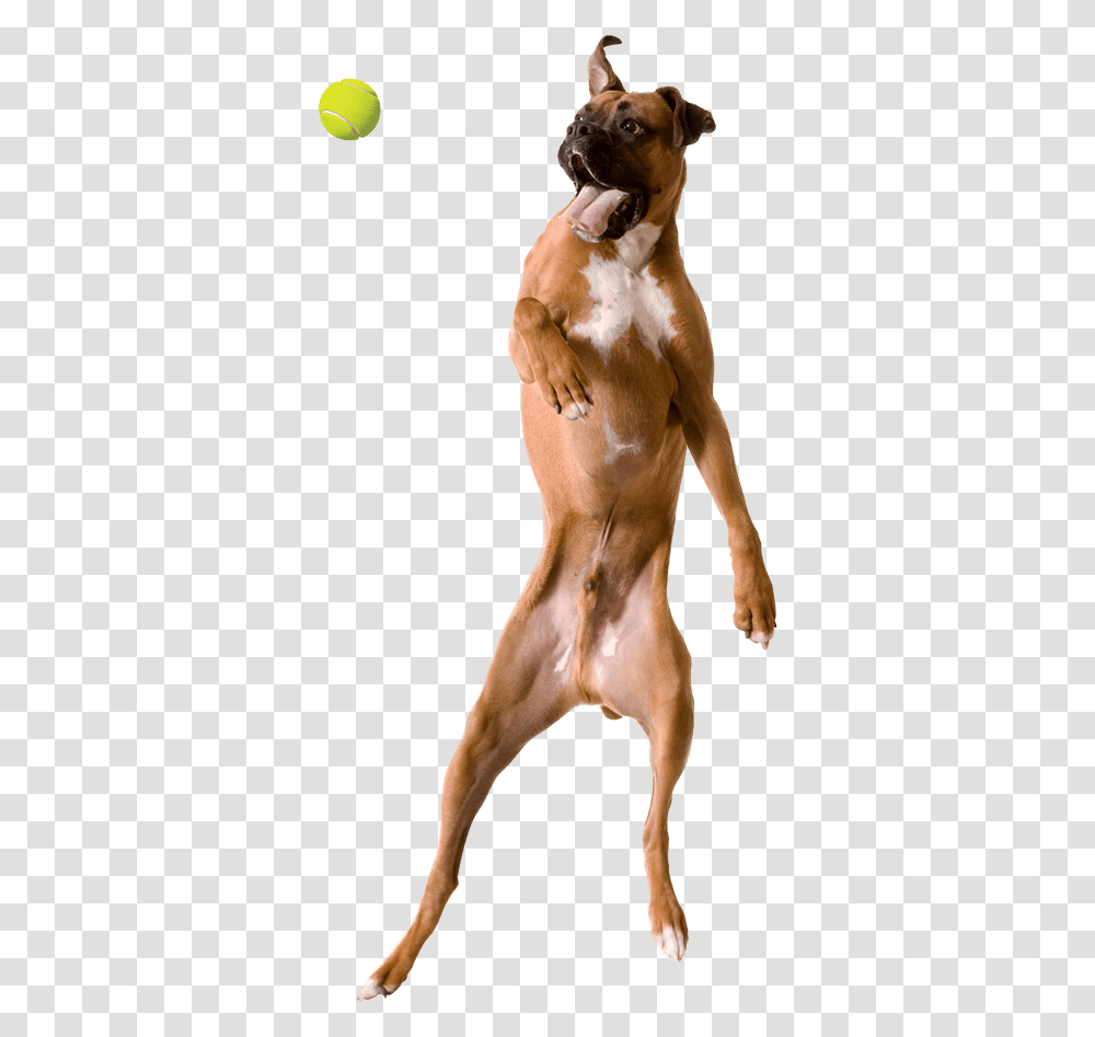 Jumping Dog, Torso, Pet, Canine, Animal Transparent Png