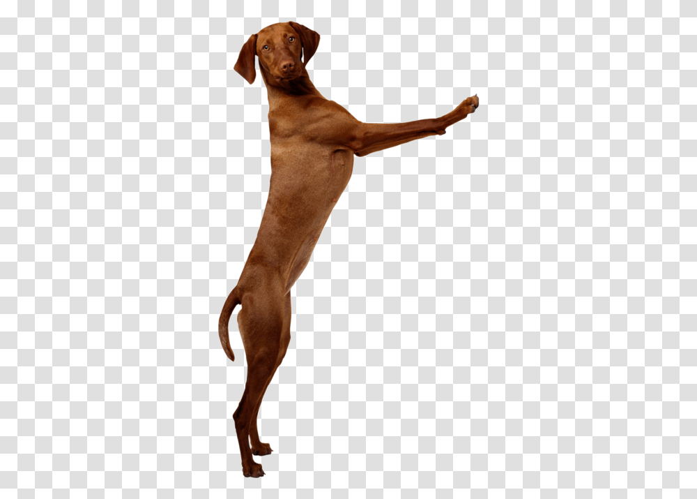Jumping During Greetings Okaw Veterinary Clinic, Arm, Hand, Person, Wrist Transparent Png