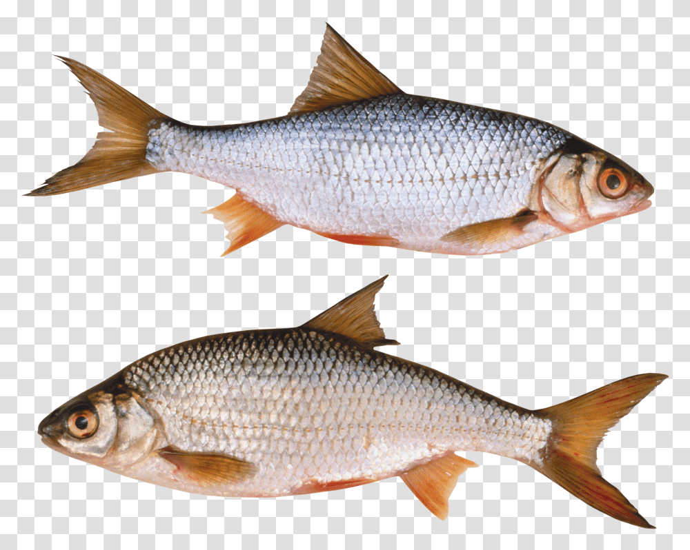 Jumping Fish Transparent Png