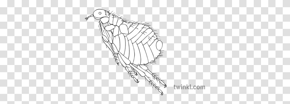 Jumping Flea Black And White Illustration Twinkl Christmas Baubles Colouring Pages, Insect, Invertebrate, Animal, Honey Bee Transparent Png