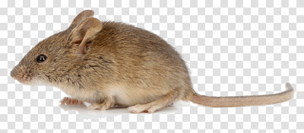 Jumping Footed Micewhite Footed Rat Animal Mouse, Rodent, Mammal, Pet, Beaver Transparent Png