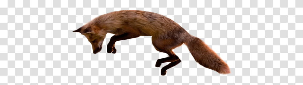 Jumping Fox Image Fox Jumping White Background, Wildlife, Mammal, Animal, Red Fox Transparent Png