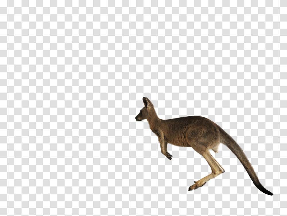 Jumping Kangaroo Jumping Kangaroo Images, Lizard, Reptile, Animal, Mammal Transparent Png