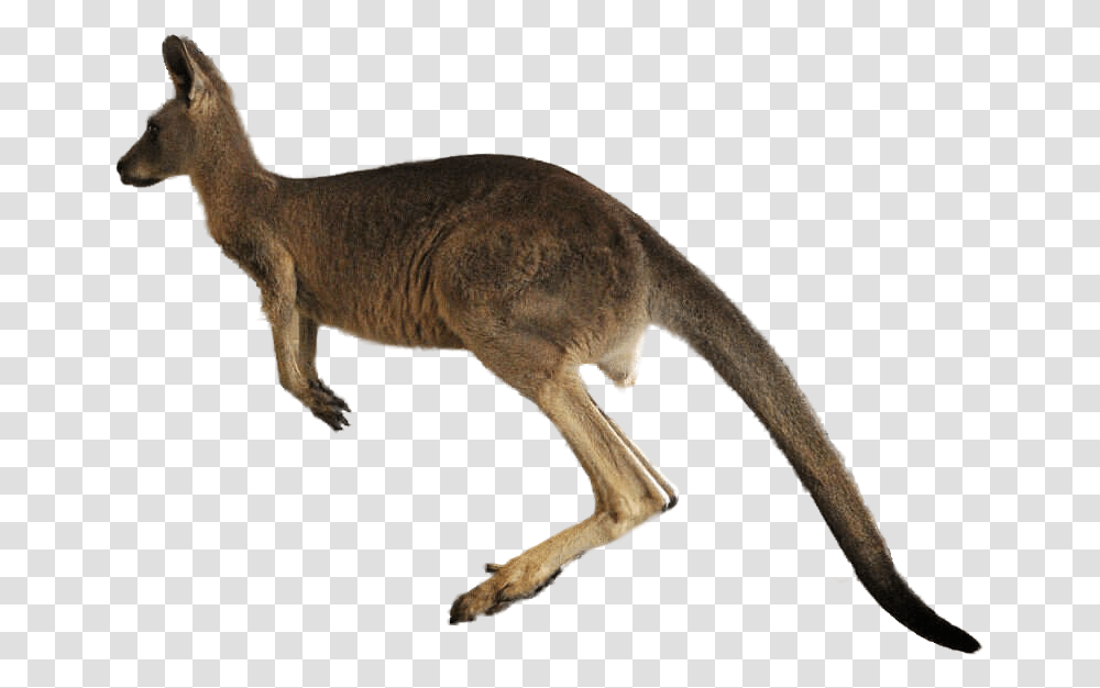 Jumping Kangaroo Jumping Kangaroo, Mammal, Animal, Wallaby Transparent Png
