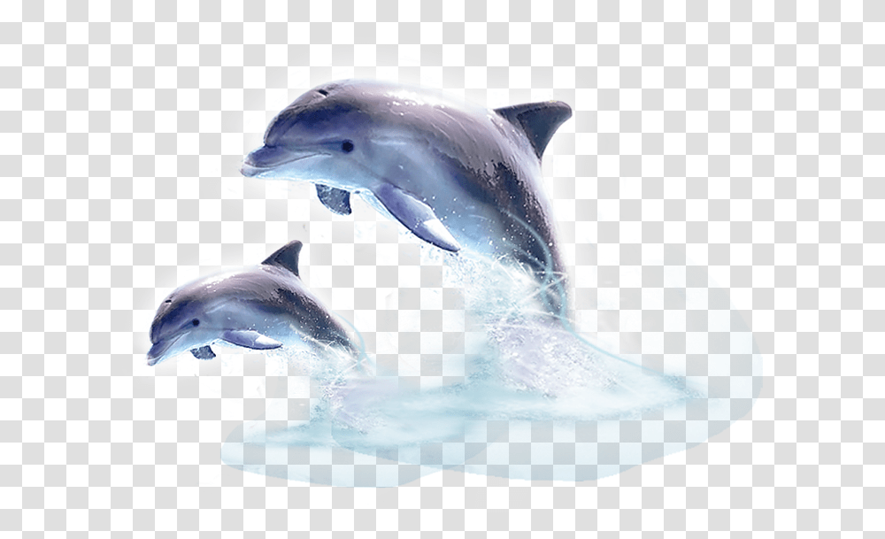Jumping Out Of The Water, Sea Life, Animal, Dolphin, Mammal Transparent Png