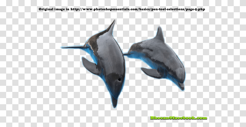 Jumping Out Of The Water, Sea Life, Animal, Mammal, Dolphin Transparent Png