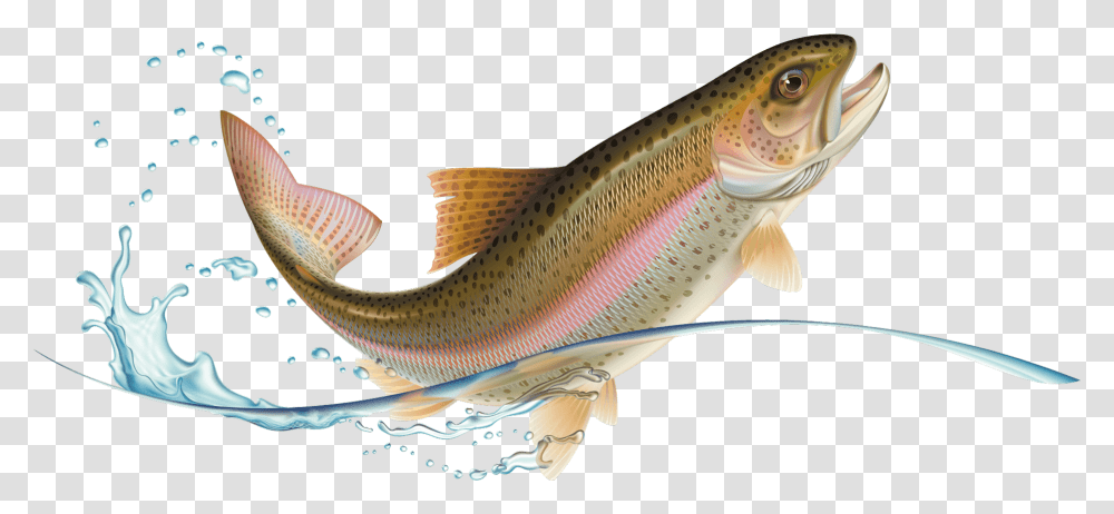 Jumping Rainbow Trout, Fish, Animal, Carp Transparent Png
