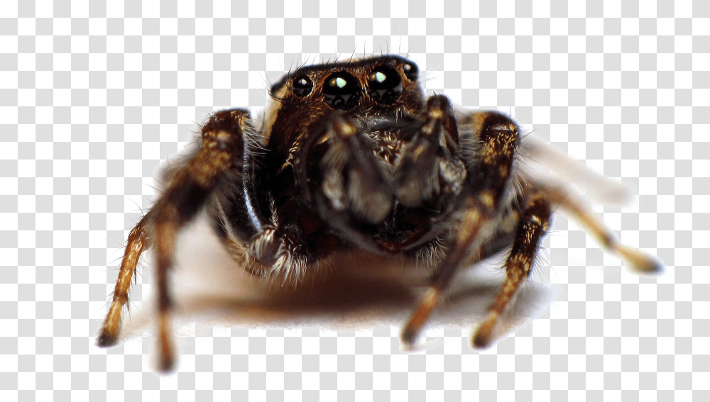 Jumping Spider Image Spider Pesticide, Honey Bee, Insect, Invertebrate, Animal Transparent Png