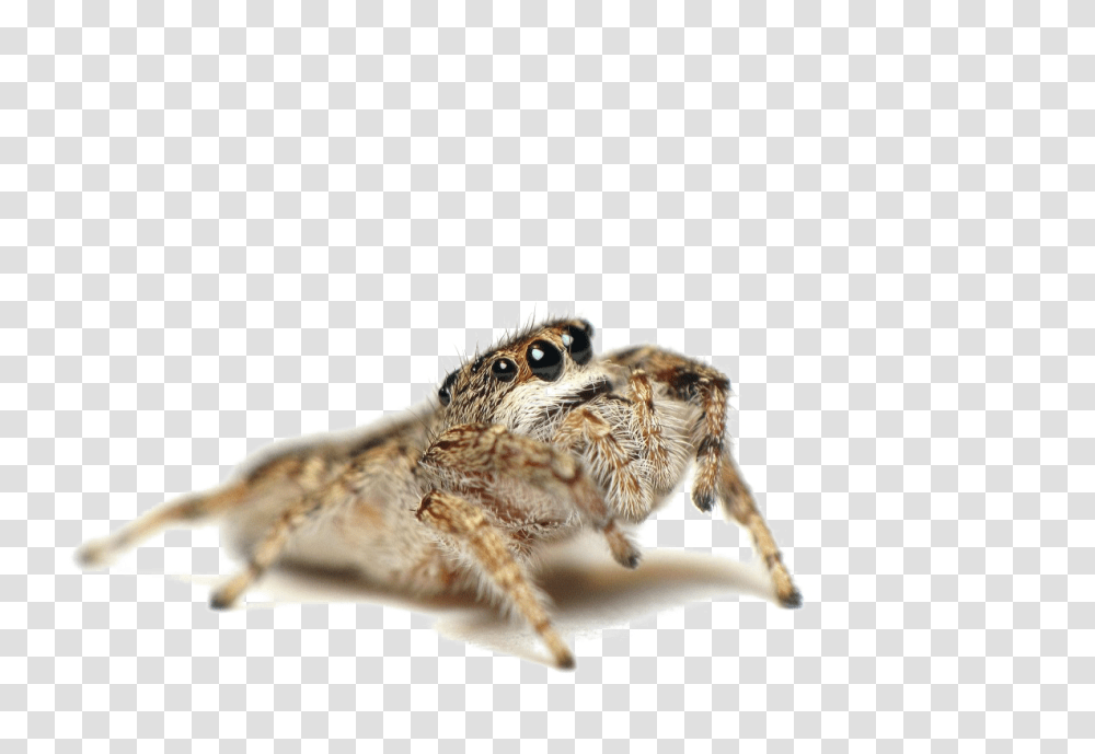 Jumping Spider Photo Spider That Kill Spiders, Animal, Lizard, Reptile, Rodent Transparent Png