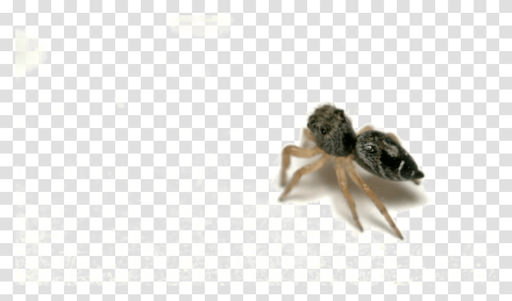Jumping Spider Picture Ant, Animal, Invertebrate, Arachnid, Insect Transparent Png