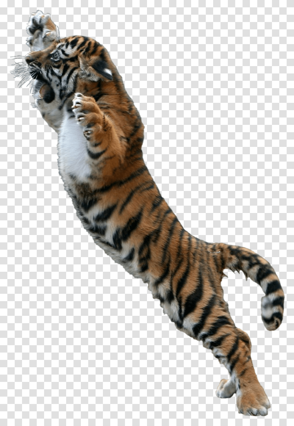 Jumping Tiger Tiger Jumping Background, Wildlife, Mammal, Animal, Panther Transparent Png
