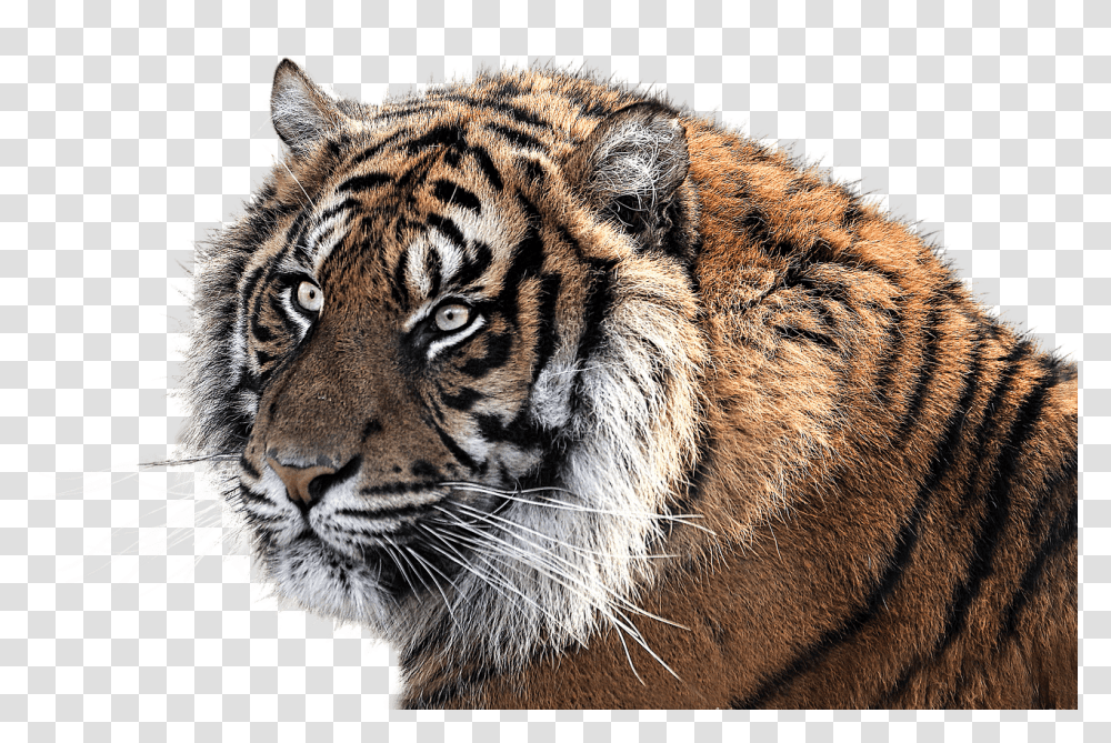 Jumping White Tiger Symbol Of Indian National Animal, Panther, Wildlife, Mammal, Leopard Transparent Png
