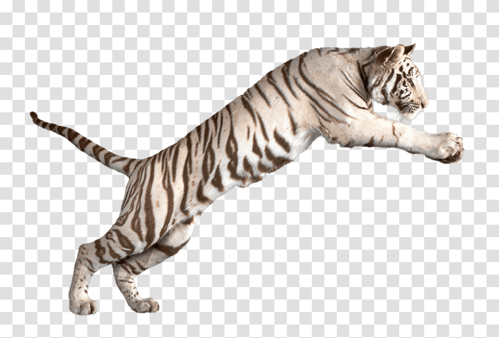 Jumping White Tiger, Wildlife, Mammal, Animal, Zebra Transparent Png