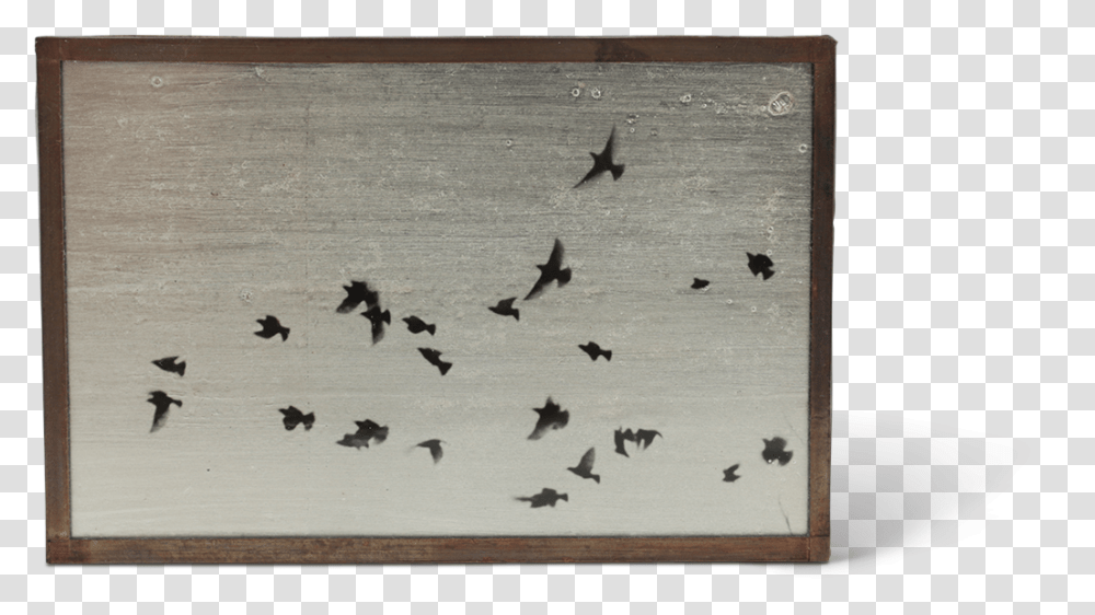 Junco, Bird, Animal, Flock, Bat Transparent Png