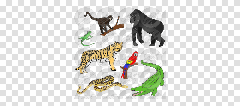 Jungle Animals Picture For Classroom Therapy Use Great Illustration, Tiger, Wildlife, Mammal, Reptile Transparent Png