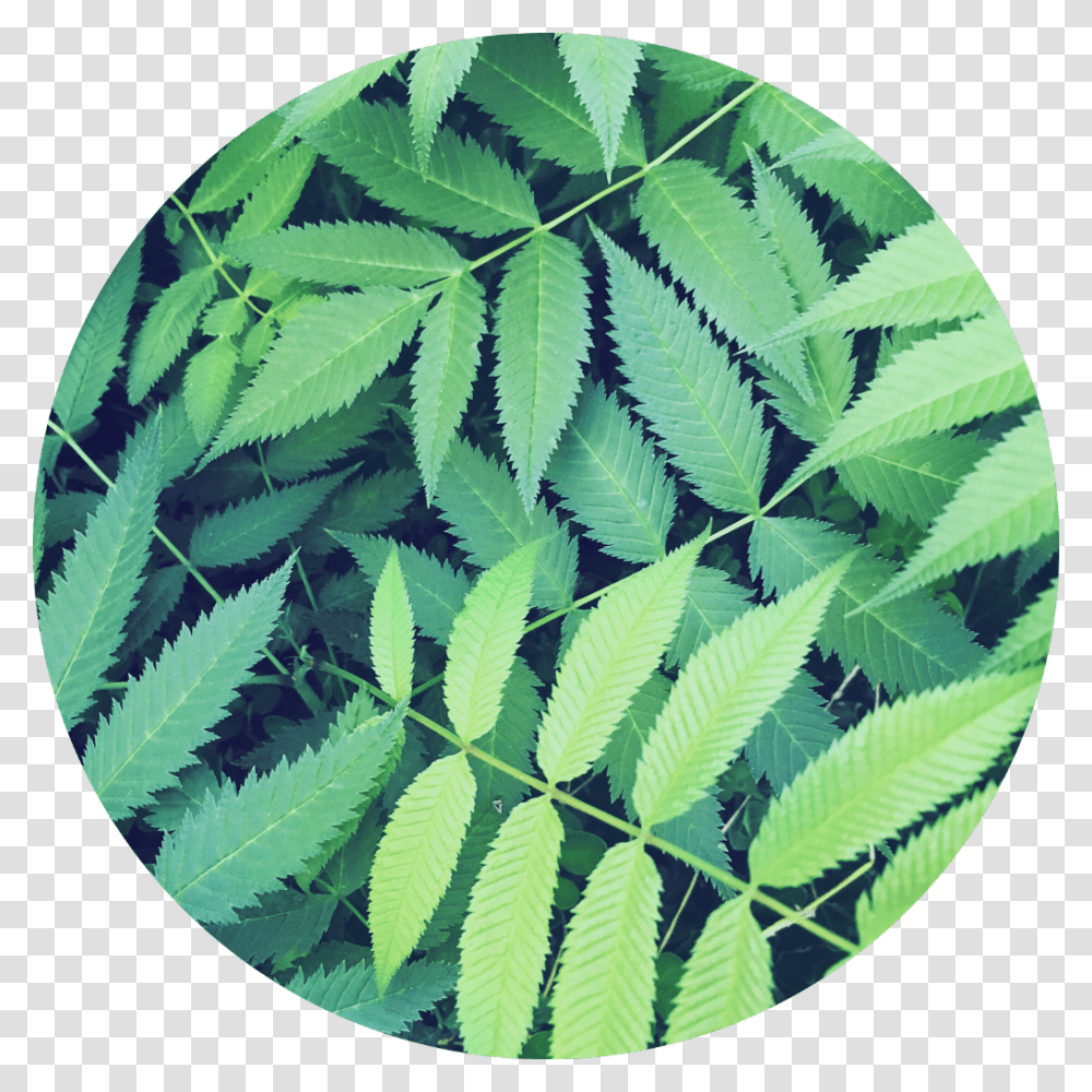Jungle Background Clipart Circle Background Leaves, Leaf, Plant, Rug, Fern Transparent Png
