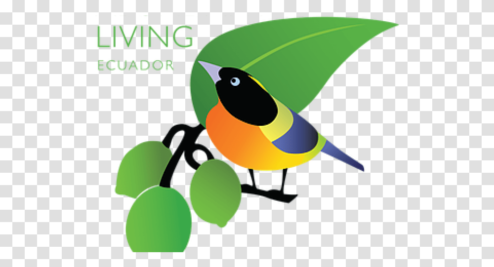 Jungle Bird Clipart Fresh, Plant, Animal, Toucan, Graphics Transparent Png