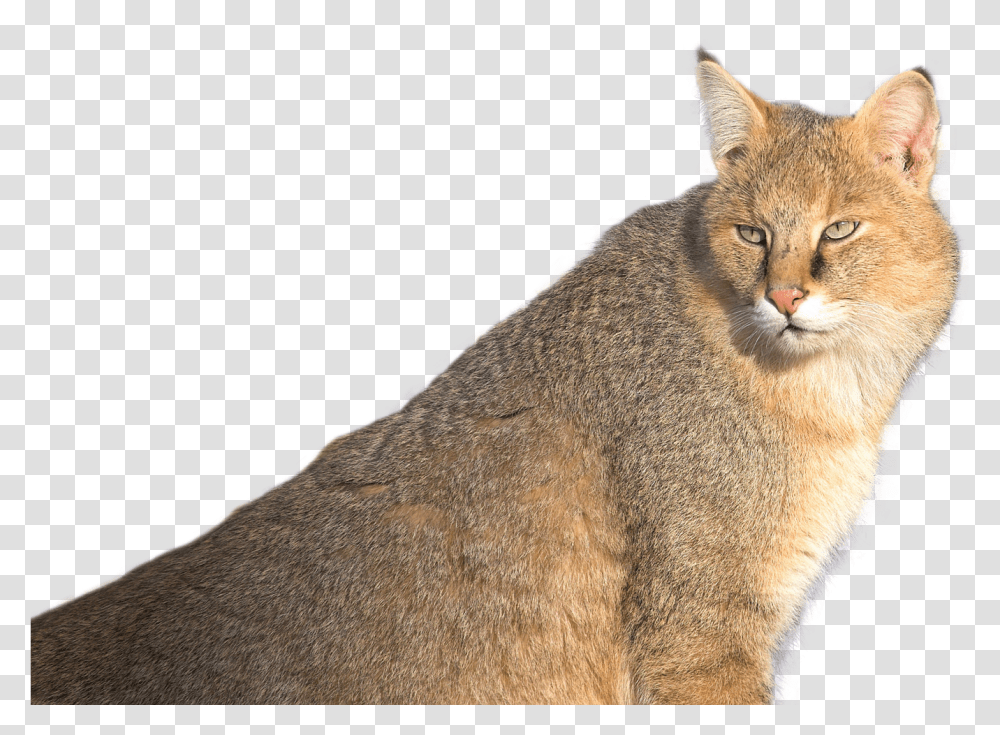 Jungle Cat Image Jungle Cat, Abyssinian, Pet, Mammal, Animal Transparent Png