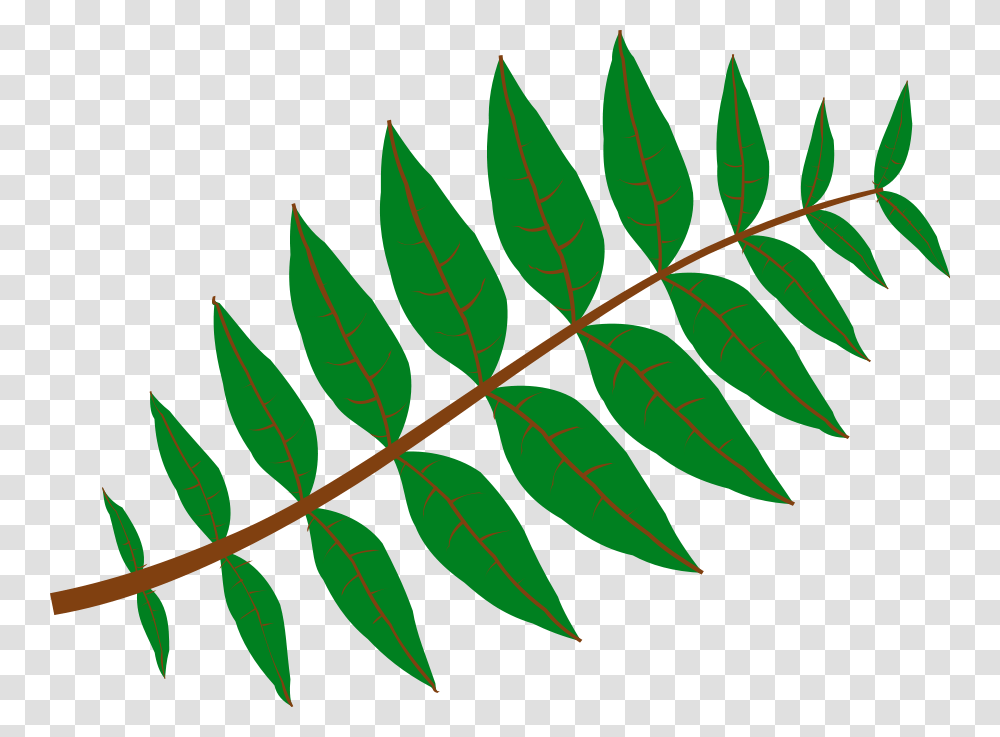 Jungle Clip Art Free, Leaf, Plant, Fern, Pattern Transparent Png