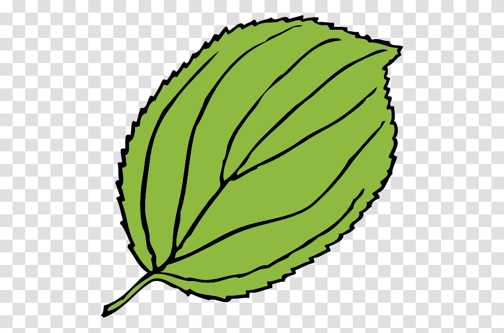 Jungle Clipart Big Leaf, Tennis Ball, Plant, Potted Plant, Vase Transparent Png