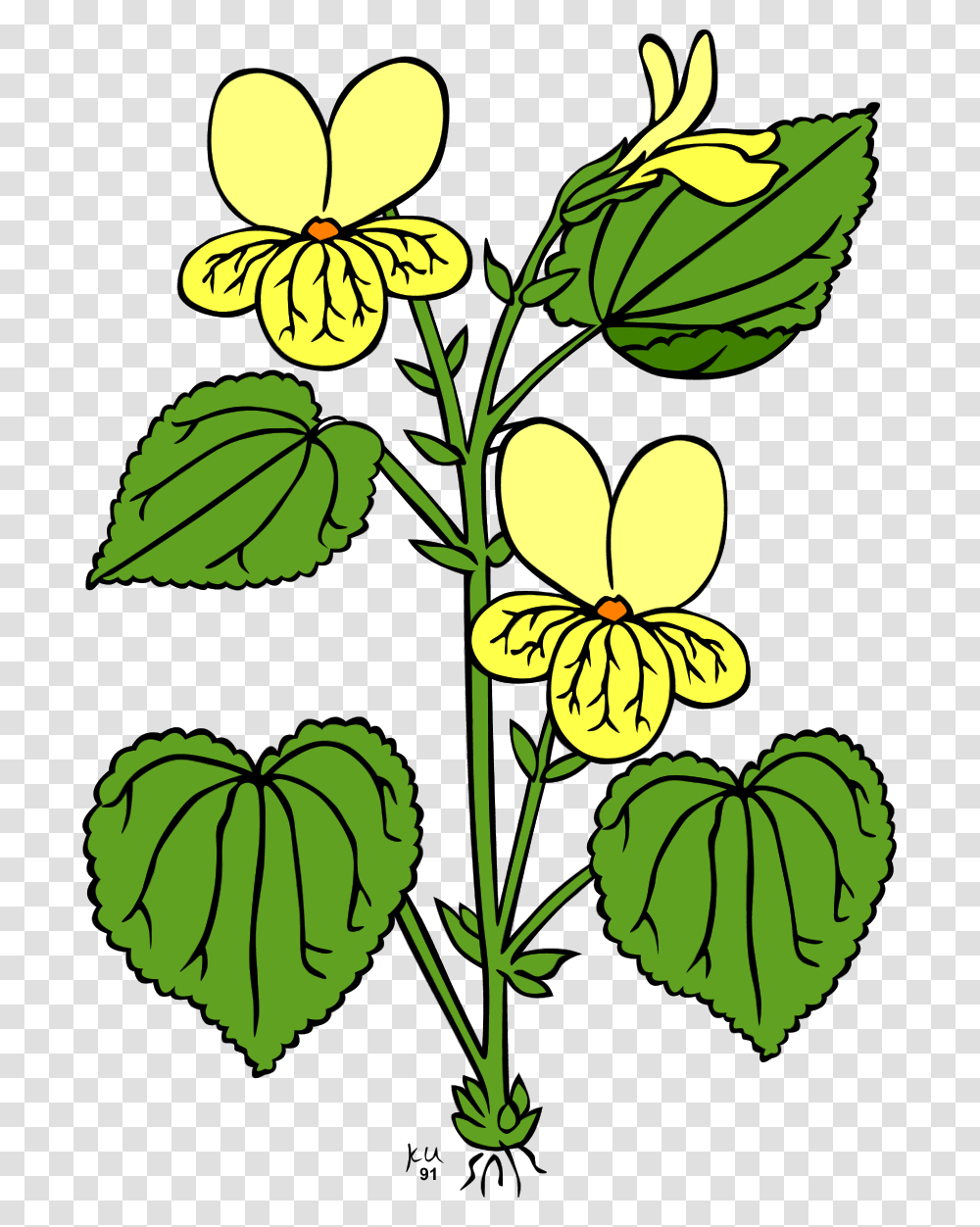 Jungle Flowers Clipart, Leaf, Plant, Petal, Geranium Transparent Png