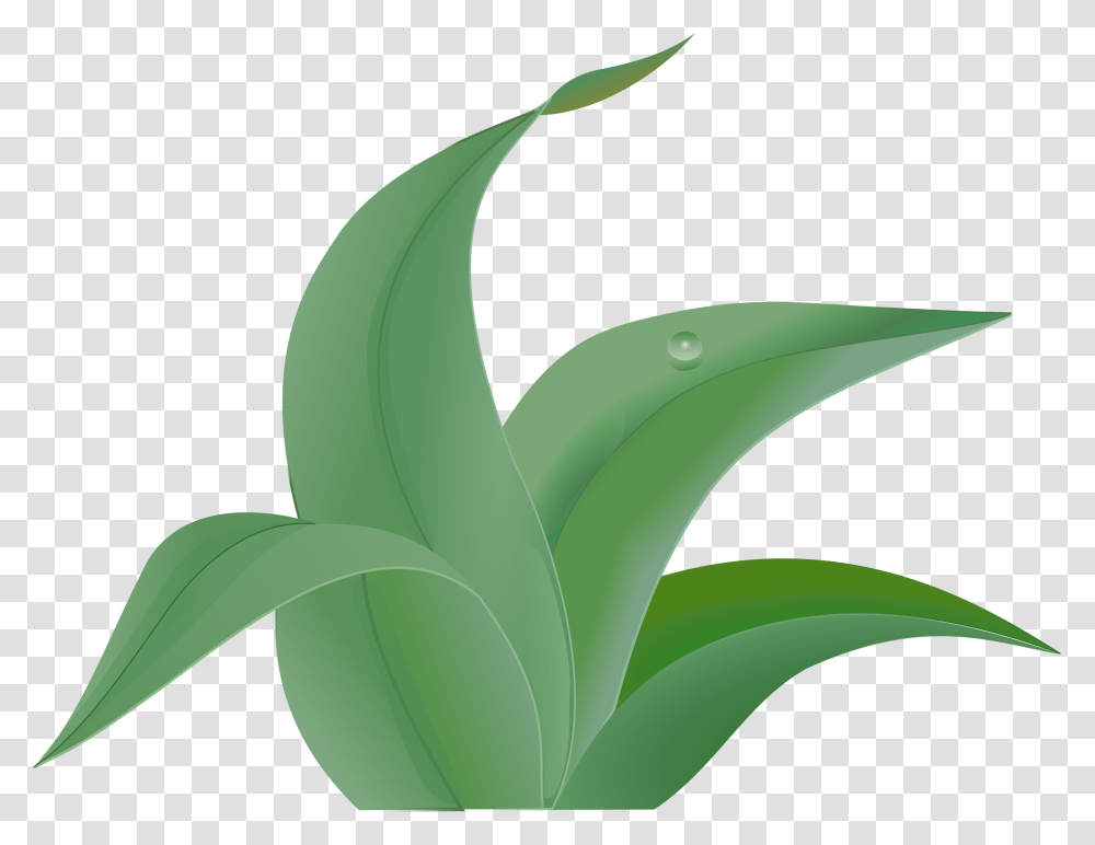 Jungle Leaf Free Content Clip Art, Plant, Aloe, Green, Banana Transparent Png