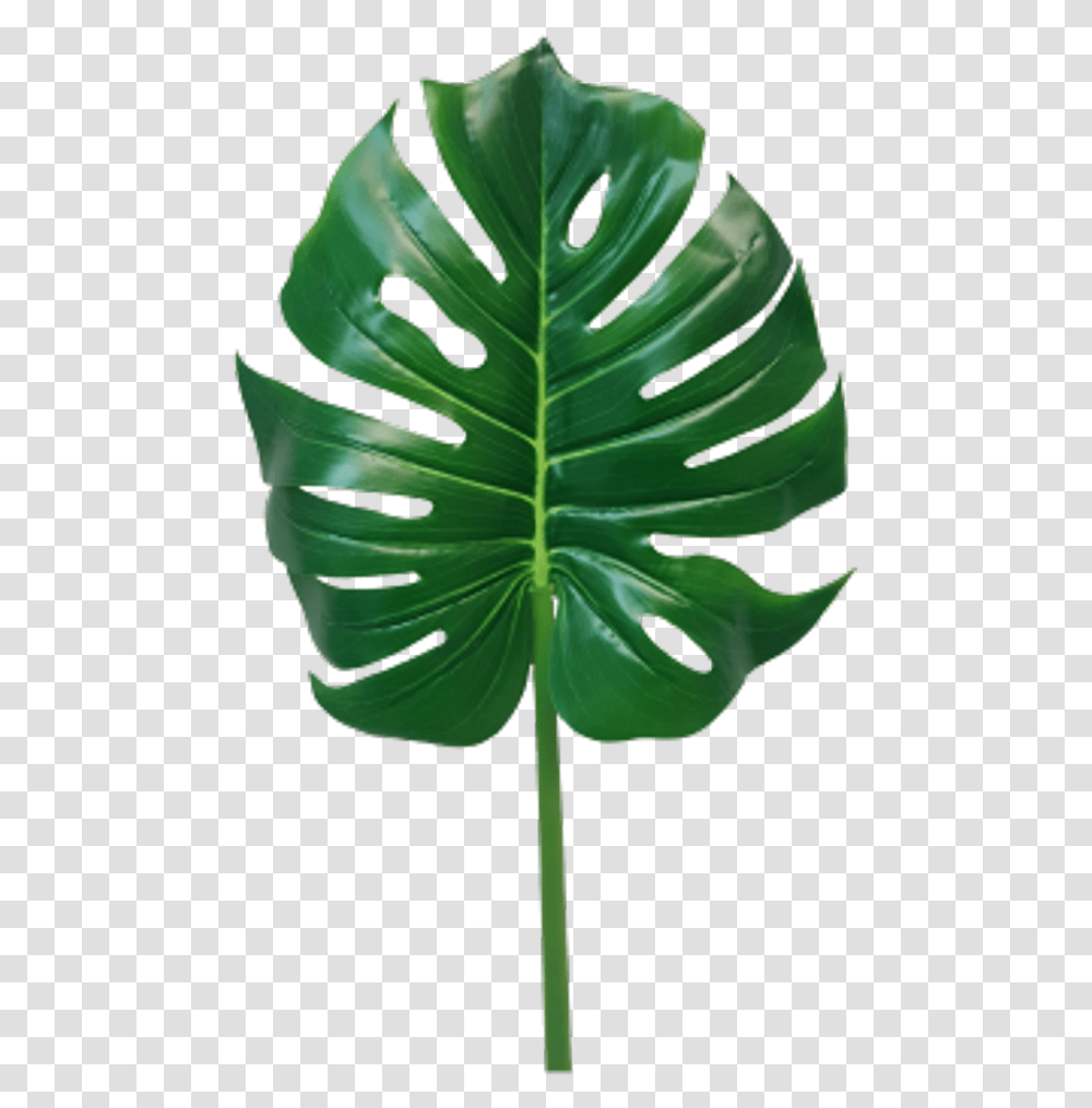 Jungle Leaves Monstera Leaf Monstera Leaf, Plant, Green, Flower, Blossom Transparent Png