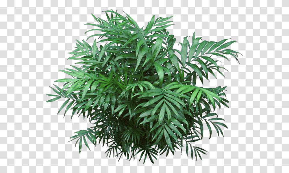 Jungle Plant Jungle Plants, Tree, Leaf, Conifer, Pineapple Transparent Png