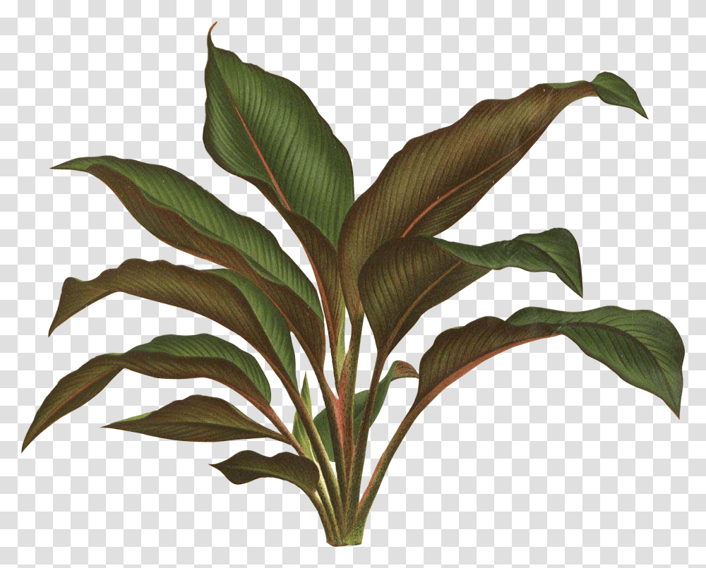 Jungle Rainforest Leaf Tropical Plants Vector Image Mask Palm, Tree, Green, Palm Tree, Arecaceae Transparent Png