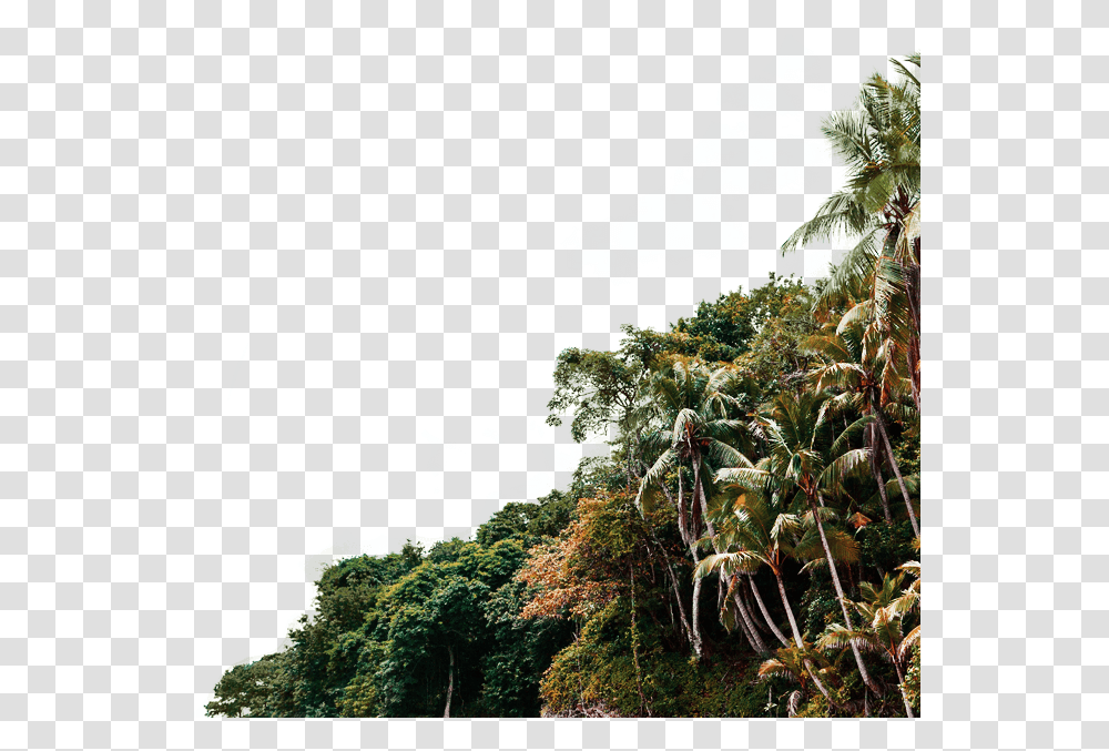 Jungle Tree Attalea Speciosa, Vegetation, Plant, Land, Outdoors Transparent Png